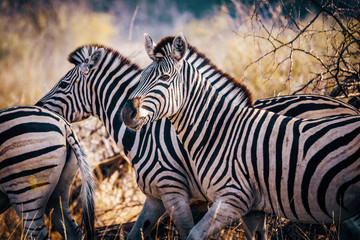 Close up - Zebras im Buschland bei Sonnenuntergang, Makgadikgadi Pans Nationalpark, Botswana