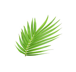 green leaf of palm tree isolated on white background