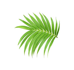 green leaf of palm tree isolated on white background