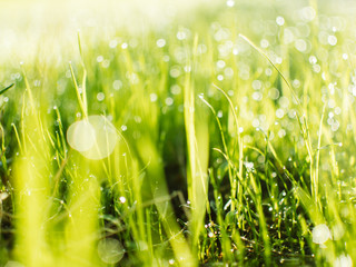 Dew drops on the grass. Spring dawn.