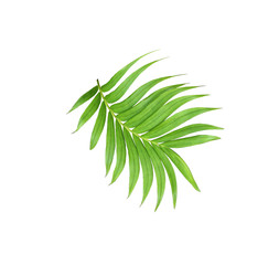 Fototapeta na wymiar green leaf of palm tree isolated on white background