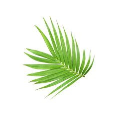 green leaf of palm tree isolated on white background