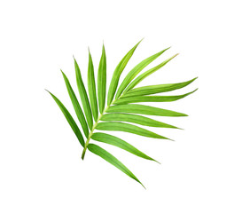 green leaf of palm tree isolated on white background