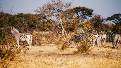 Naklejka premium Zebras im Buschland bei Sonnenuntergang, Makgadikgadi Pans Nationalpark, Botswana