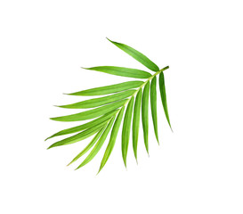 green leaf of palm tree isolated on white background
