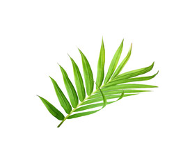 green leaf of palm tree isolated on white background