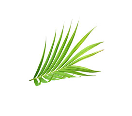 green leaf of palm tree isolated on white background