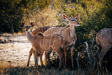 Gruppe weiblicher Kudu Antilopen an einem Busch, Makgadikgadi Pans Nationalpark, Botswana