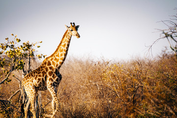 Einzelne Giraffe in der Abendsonne, Makgadikgadi Pans Nationalpark, Botswana