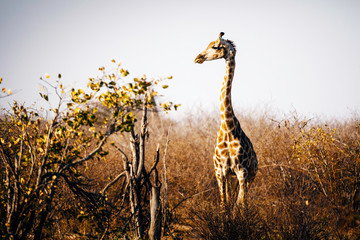 Einzelne Giraffe in der Abendsonne, Makgadikgadi Pans Nationalpark, Botswana