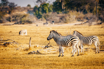 Fototapeta na wymiar Zwei Zebras in der Ebene bei Sonnenuntergang, Makgadikgadi Pans Nationalpark, Botswana