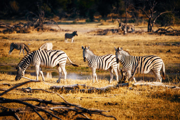 Fototapeta na wymiar Zebras am Wasser bei Sonnenuntergang, Makgadikgadi Pans Nationalpark, Botswana