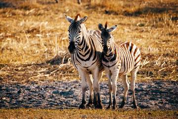 Zebra mit Fohlen kurz vor Sonnenuntergang, Makgadikgadi Pans Nationalpark, Botswana