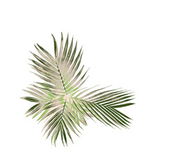 green leaf of palm tree isolated on white background