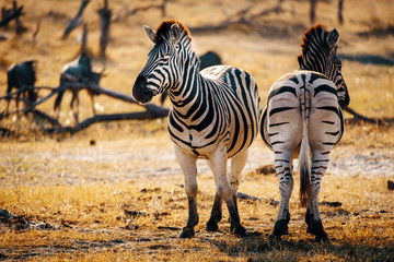 Zwei Zebras in entgegegengesetzter Richtung stehend in der Abendsonne, Makgadikgadi Pans...