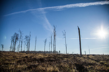 Natural landscape. Sunny day. Walk in the woods. Beauty and harmony of nature. Beautiful natural background. Blue sky.