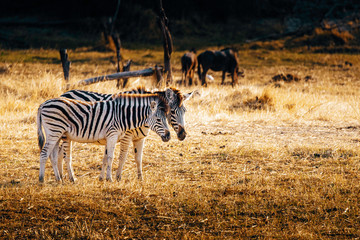 Fototapeta premium Zebra mit Fohlen in der Abendsonne, Makgadikgadi Pans Nationalpark, Botswana