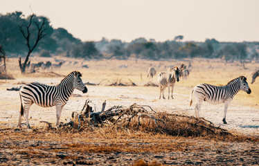 Fototapeta na wymiar Eine Herde Zebras in der Abendsonne bei Gegenlicht, Makgadikgadi Pans Nationalpark, Botswana