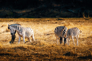 Fototapeta na wymiar Zebras in der Abendsonne, Makgadikgadi Pans Nationalpark, Botswana