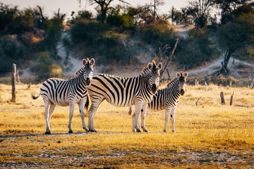 Fototapeta na wymiar Drei Zebras in der AbendsonneMakgadikgadi Pans Nationalpark, Botswana