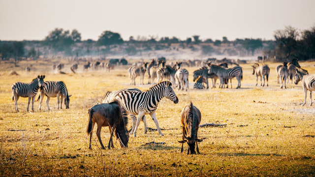 Eine gro&szlig;e Herde Zebras mit Gnus in der Abendsonne, Makgadikgadi Pans Nationalpark, Botswana