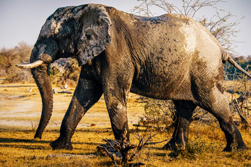 Afrikanischer Elefant in der Abensonne, Makgadikgadi Pans Nationalpark, Botswana