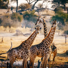 Drei Giraffen in der Abendsonne, Makgadikgadi Pans Nationalpark, Botswana