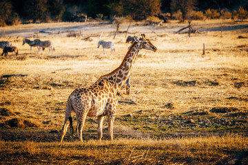 Einzelne Giraffe in der Abendsonne, Makgadikgadi Pans Nationalpark, Botswana