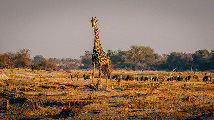 Fototapeta premium Einzelne Giraffe in der Abendsonne, Makgadikgadi Pans Nationalpark, Botswana