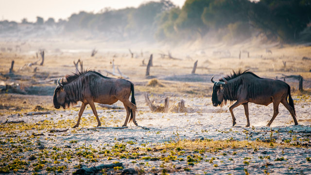 Zwei Gnus, die bei Sonnenuntergang durch den Staub gehen, Makgadikgadi Pans Nationalpark, Botswana