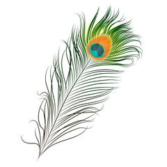 peacock plume. colorful feather vector illustration