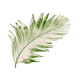 concept summer with green palm leaf from tropical . frond floral leaves branches tree isolated on white pattern background. flat lay, top view.