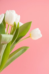 Bouquet of white tulip on pastel millennial pink.