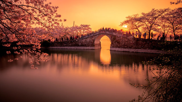 A place where cherry blossoms are in full bloom