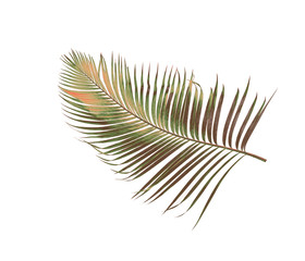 Obraz premium concept summer with green palm leaf from tropical . frond floral leaves branches tree isolated on white pattern background. flat lay, top view.