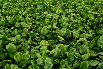 Common Water Hyacinth