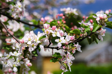 Obraz premium Beautiful blooming flower in garden, summer background