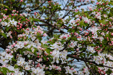 Beautiful blooming flower in garden, summer background