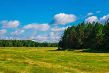 Fototapeta na wymiar Yellow field and far away green forest, blue sky in summer day