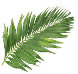 concept summer with green palm leaf from tropical . frond floral leaves branches tree isolated on white pattern background. flat lay, top view.