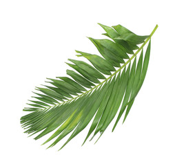 concept summer with green palm leaf from tropical . frond floral leaves branches tree isolated on white pattern background. flat lay, top view.
