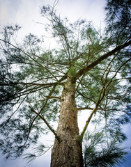 Fototapeta premium tree on a background of blue sky