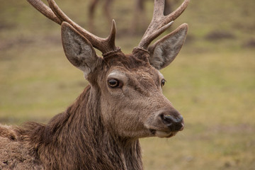 Portrait Rothirsch (Cervus elaphus)