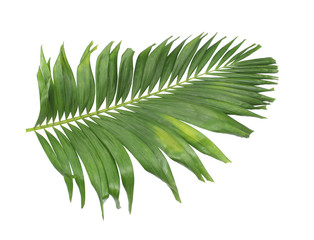 concept summer with green palm leaf from tropical . frond floral leaves branches tree isolated on white pattern background. flat lay, top view.