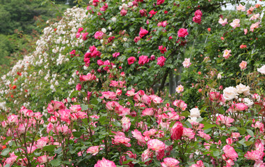 ばら園　薔薇ガーデン　ばら公園　薔薇　バラ　ばら