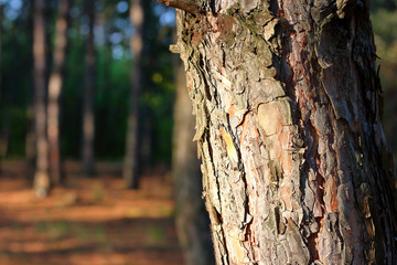 Fragment of a pine tree trunk in the rays of the setting sun