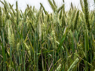 Green ear of wheat in the field, harvest, countryside