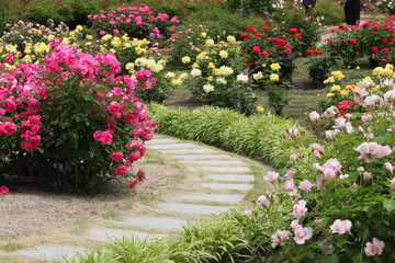 ばら園　薔薇ガーデン　ばら公園　薔薇　バラ　ばら