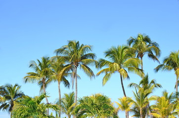 Cocos nucifera coconut palm tree tops and crowns against clear blue sky in a tropical location....