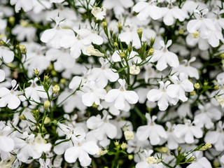 White smal beautiful cute flowers in a garden. focus selected.